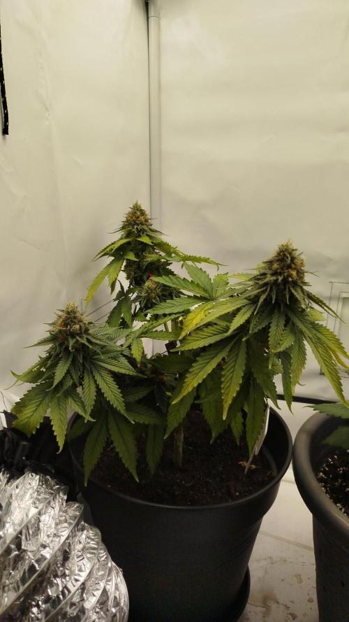 Purple Matt' #1. Week 13