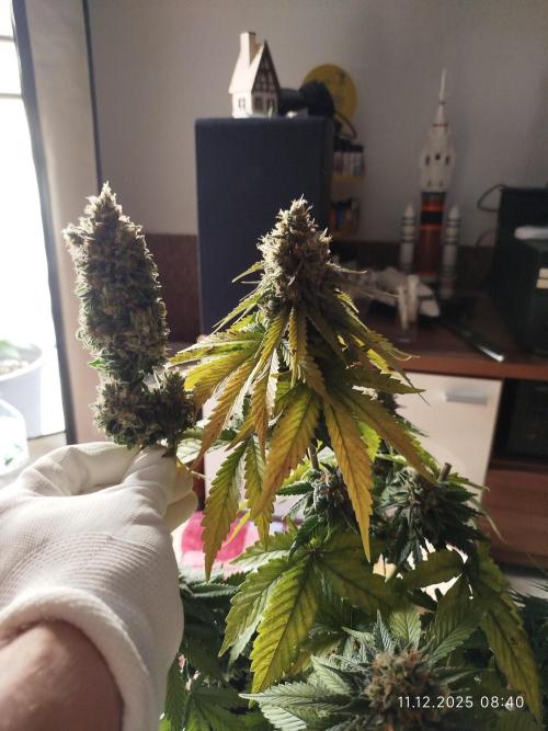 Purple Matt' #1. Week 13