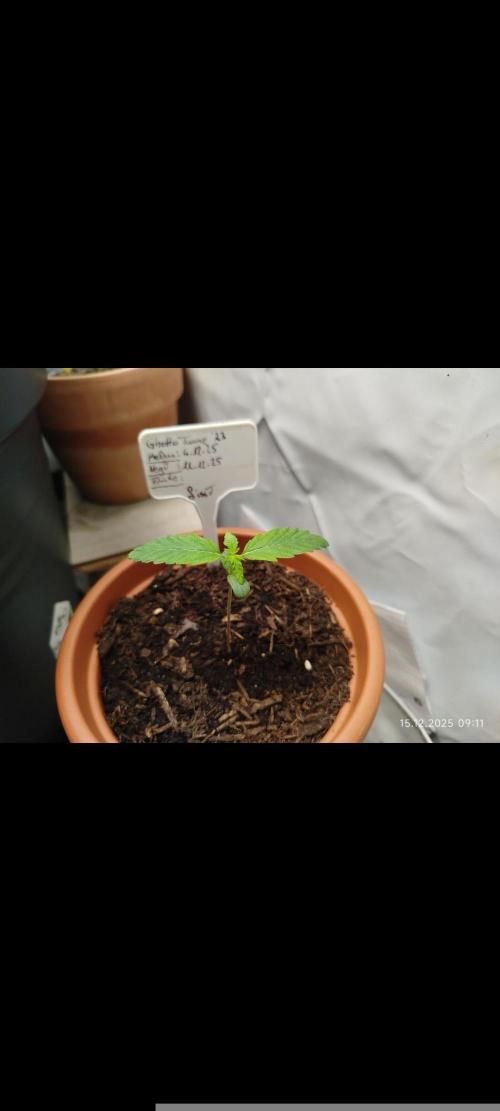 Ghetto Tanne #4. Week 1