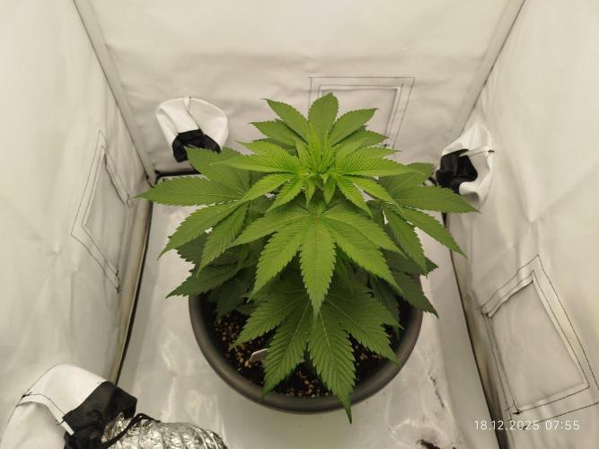 Big Bud 🥦. Week 2