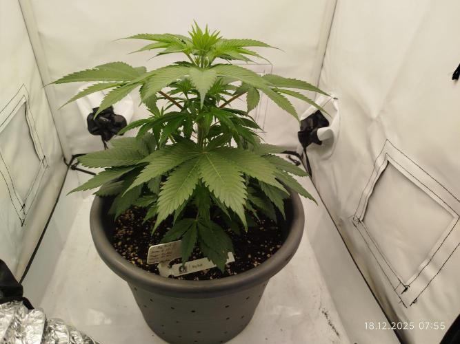 Big Bud 🥦. Week 2