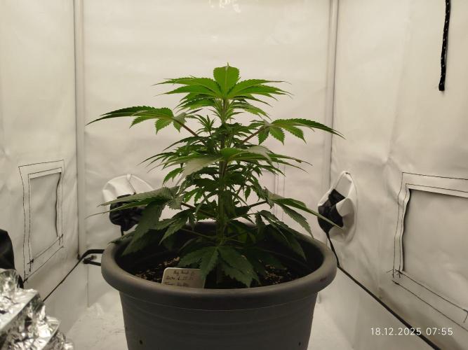 Big Bud 🥦. Week 2