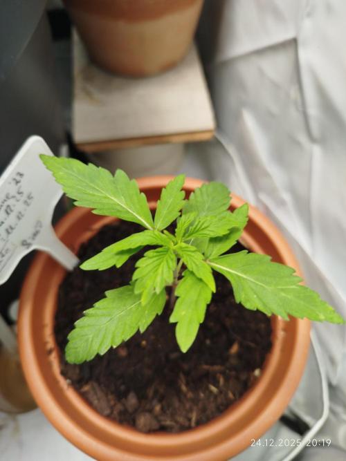 Ghetto Tanne #4. Week 4