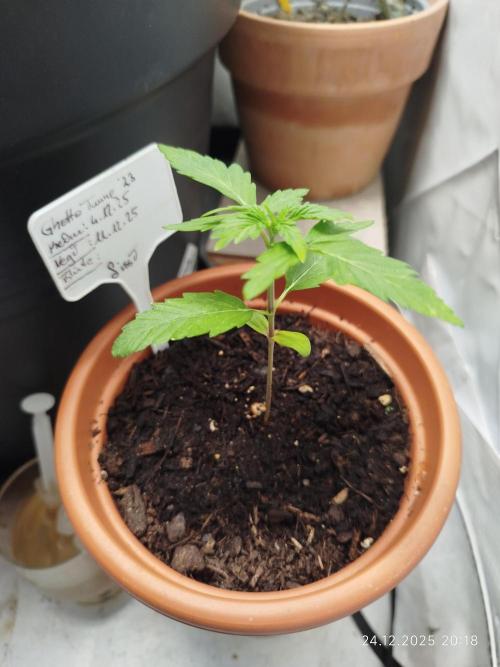 Ghetto Tanne #4. Week 4