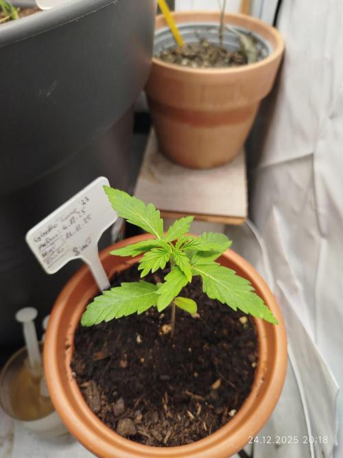 Ghetto Tanne #4. Week 4