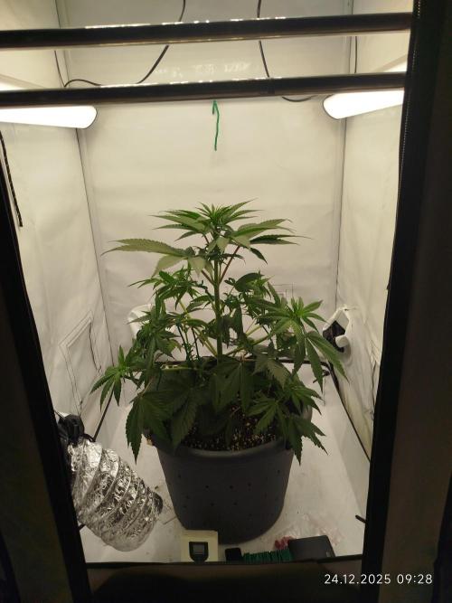 Big Bud 🥦. Week 3