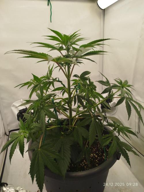 Big Bud 🥦. Week 3