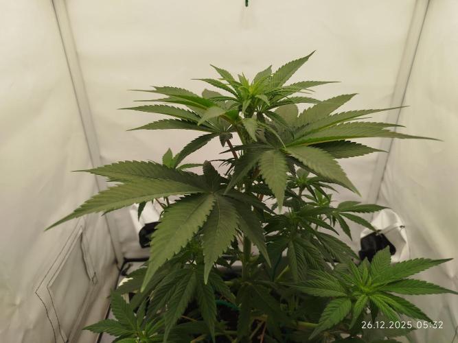 Big Bud 🥦. Week 3