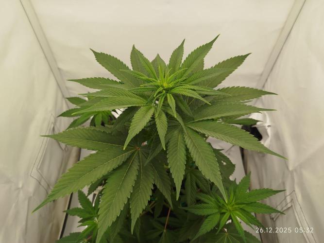 Big Bud 🥦. Week 3