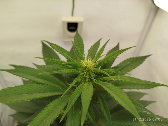 Big Bud 🥦. Week 4