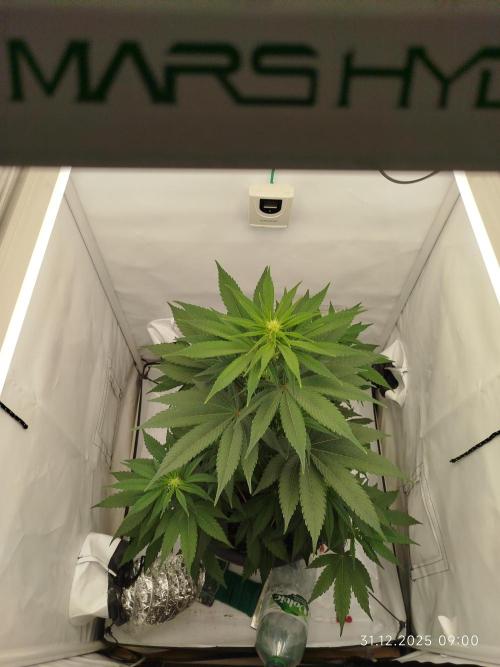 Big Bud 🥦. Week 4