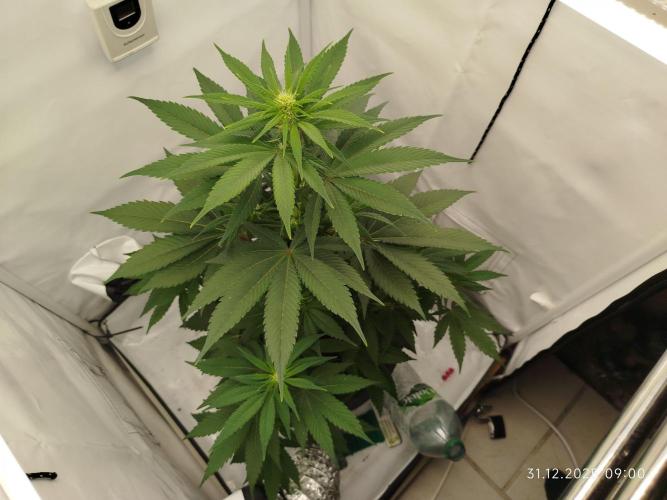 Big Bud 🥦. Week 4