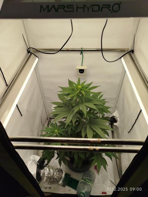 Big Bud 🥦. Week 4