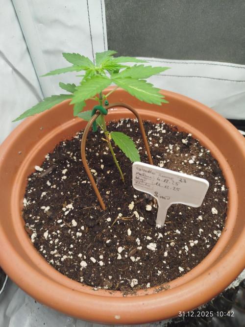 Ghetto Tanne #4. Week 5