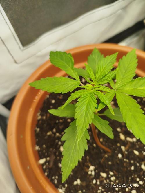 Ghetto Tanne #4. Week 5