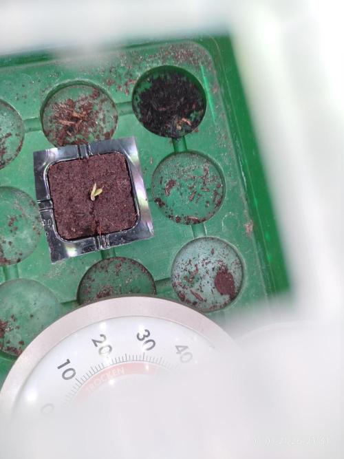 Pinky 💣. Week 0 - Time to say hello 