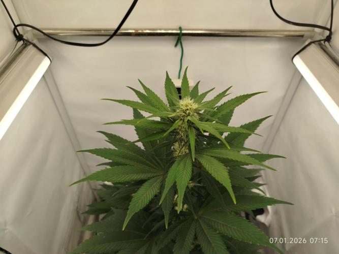 Big Bud 🥦. Week 5