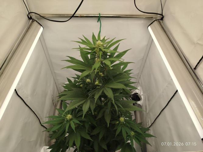 Big Bud 🥦. Week 5