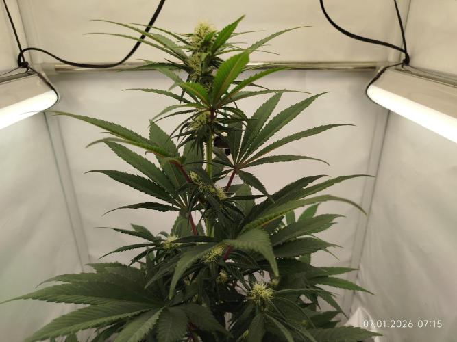 Big Bud 🥦. Week 5