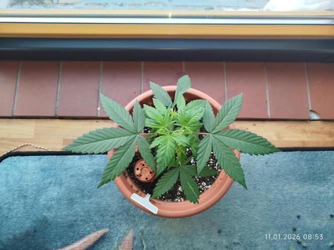 Ghetto Tanne #4. Week 6