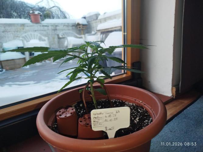 Ghetto Tanne #4. Week 6