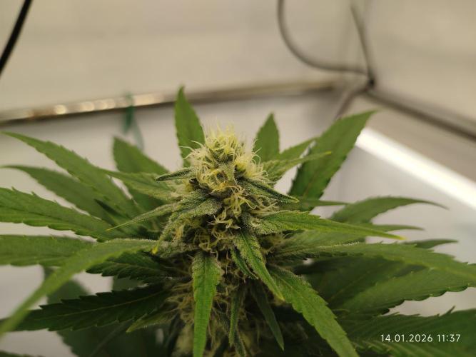 Big Bud 🥦. Week 6