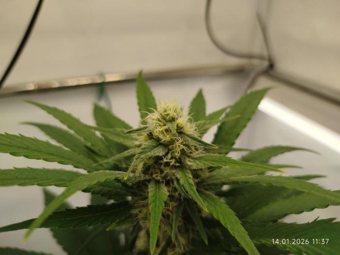 Big Bud 🥦. Week 6