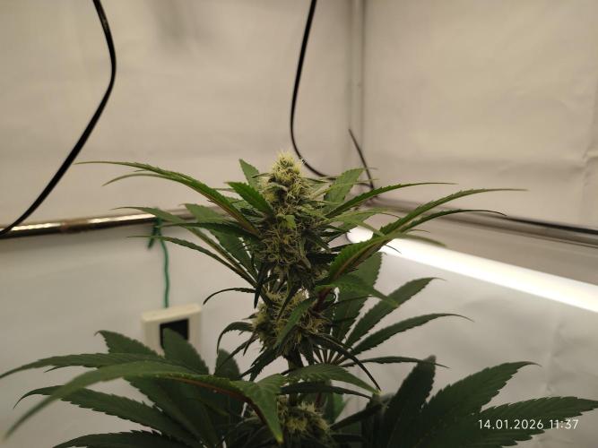 Big Bud 🥦. Week 6