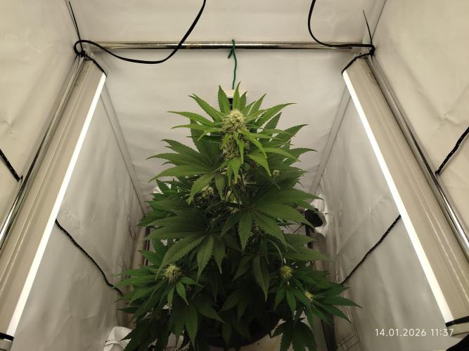 Big Bud 🥦. Week 6