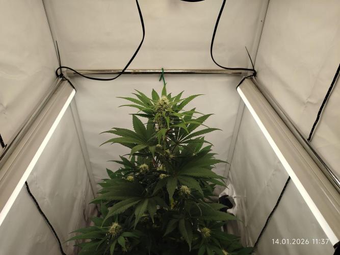 Big Bud 🥦. Week 6