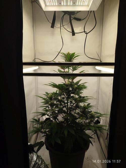 Big Bud 🥦. Week 6