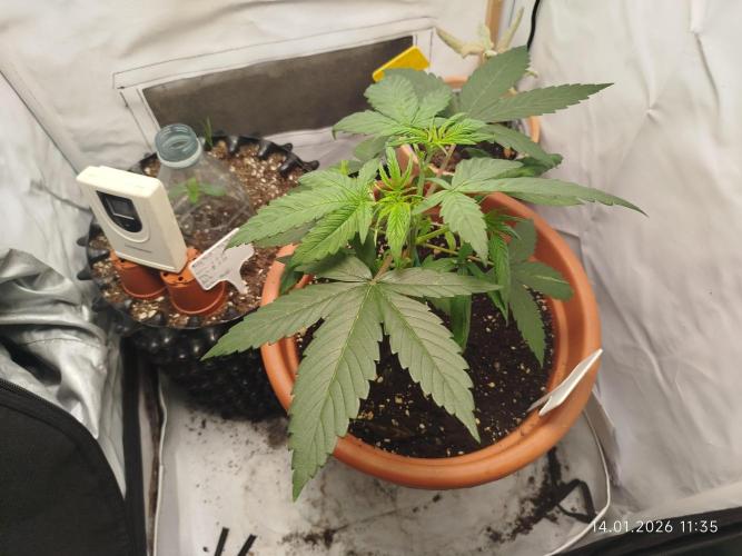 Ghetto Tanne #4. Week 7