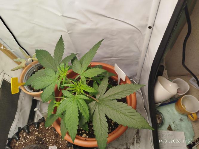 Ghetto Tanne #4. Week 7