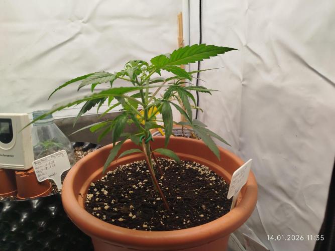 Ghetto Tanne #4. Week 7