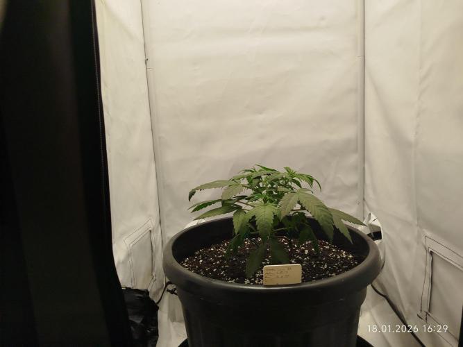 Ghetto Tanne #4. Week 7