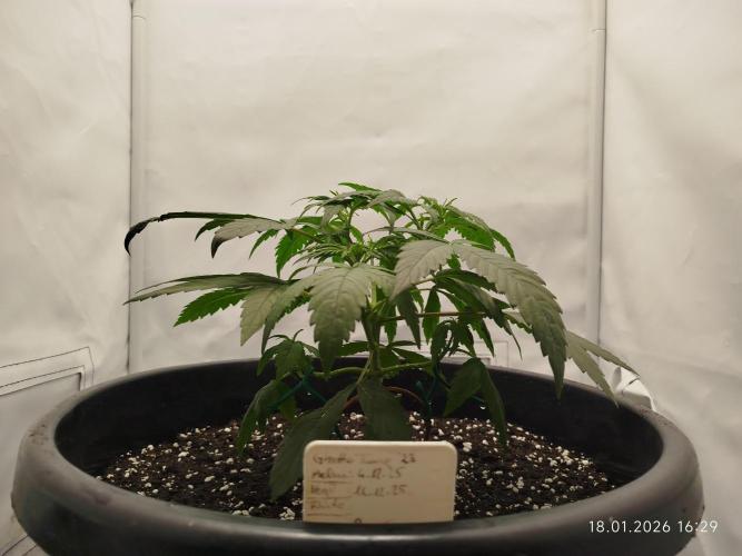 Ghetto Tanne #4. Week 7