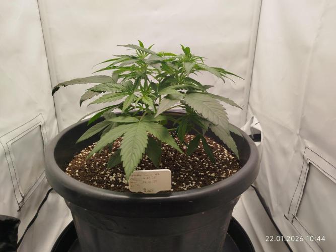 Ghetto Tanne #4. Week 8