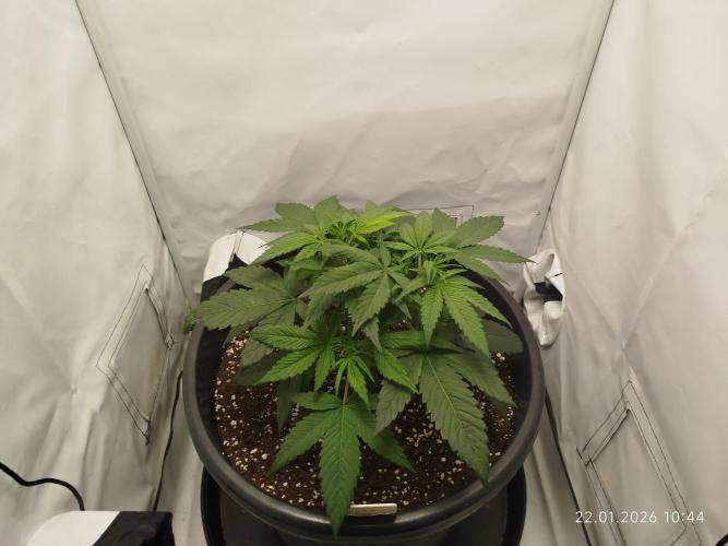 Ghetto Tanne #4. Week 8