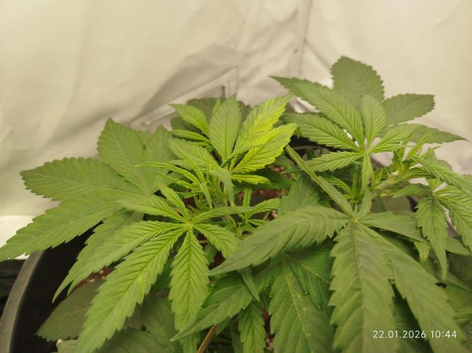 Ghetto Tanne #4. Week 8