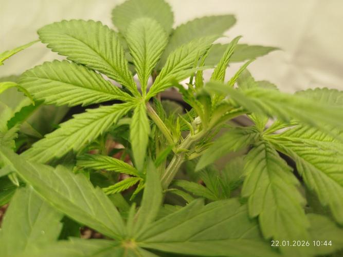 Ghetto Tanne #4. Week 8