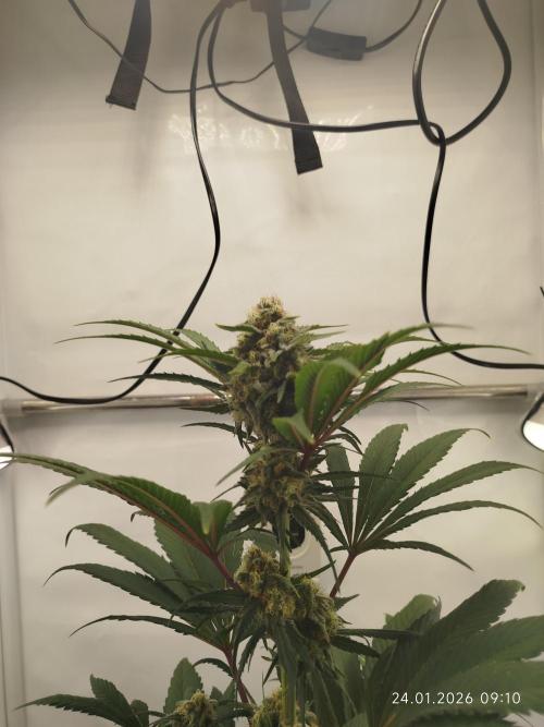 Big Bud 🥦. Week 7