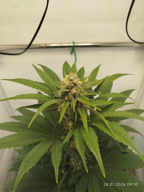 Big Bud 🥦. Week 7