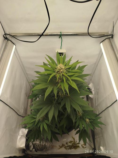 Big Bud 🥦. Week 7