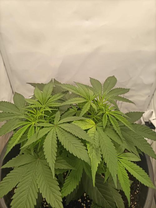 Ghetto Tanne #4. Week 8 - Lieben wir 😍