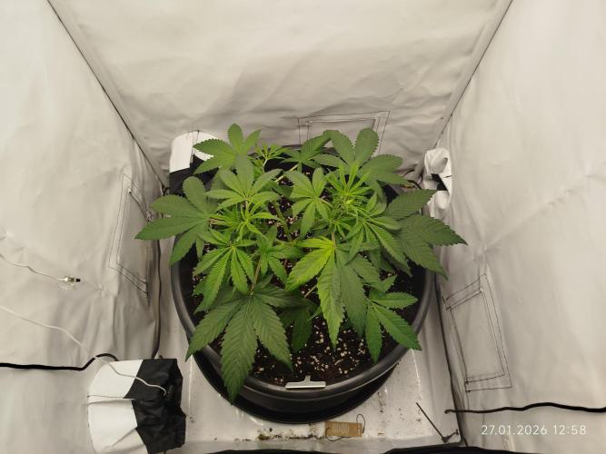 Ghetto Tanne #4. Week 9