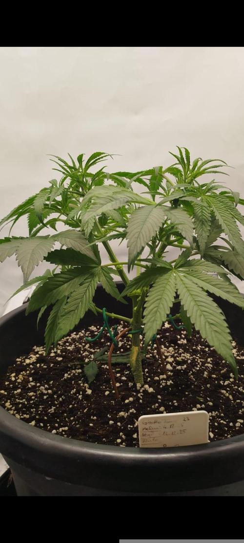 Ghetto Tanne #4. Week 9