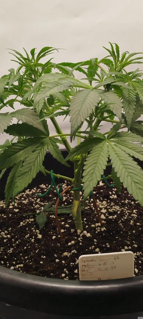 Ghetto Tanne #4. Week 9