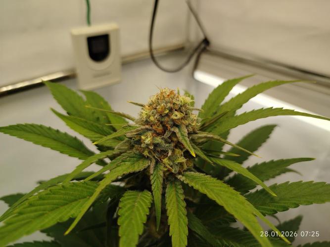 Big Bud 🥦. Week 8