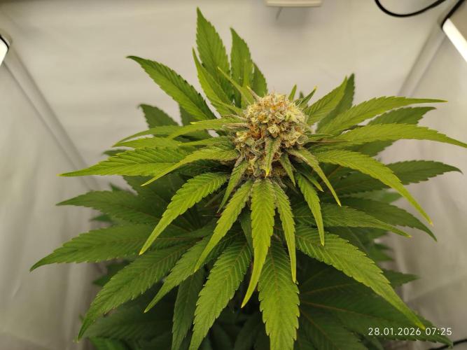 Big Bud 🥦. Week 8