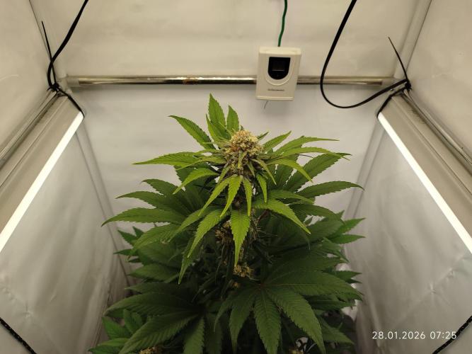 Big Bud 🥦. Week 8